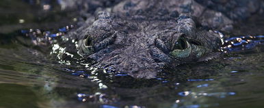 Krokodilt találtak a Dunában, egész Magyarország erről beszélt, félelem az egész vármegyében
