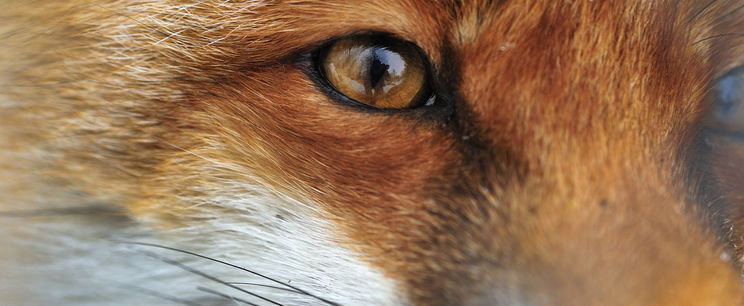 Kvíz: csak a csúcsművelt magyarok tudják 10/10-re teljesíteni