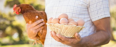 A tyúk vagy a tojás volt előbb? Eldőlt a kérdés, itt a megdöbbentő válasz
