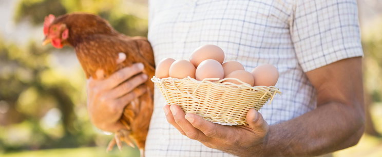 A tyúk vagy a tojás volt előbb? Eldőlt a kérdés, itt a megdöbbentő válasz
