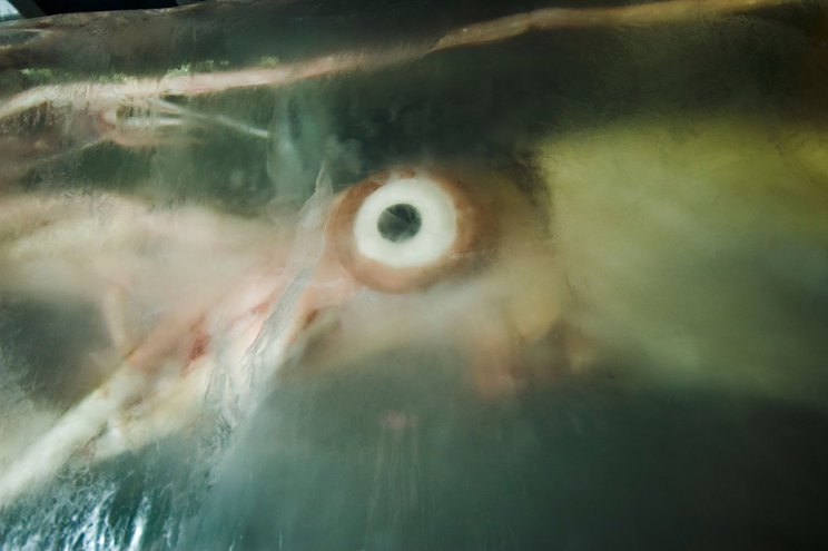 Borzalmas lények úsztak fel a tenger mélyéről, miután egy tetemet dobtak a vízbe