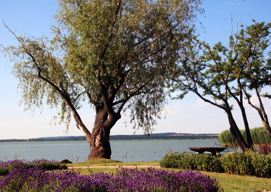 Olyan a Balaton-part, mintha Japánban járnánk, csodálatos felvételek érkeztek a tavasz egyik legnagyobb csodájáról