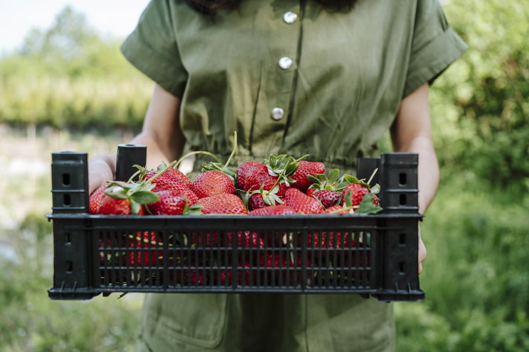 A magyar epernek nincs párja, de egekbe szökött az ára