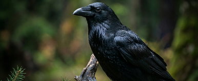 Kvíz: Csak a zsenik látnak a felszín alá. 10 állati titok, amit csak a legélesebb elméjűek tudnak