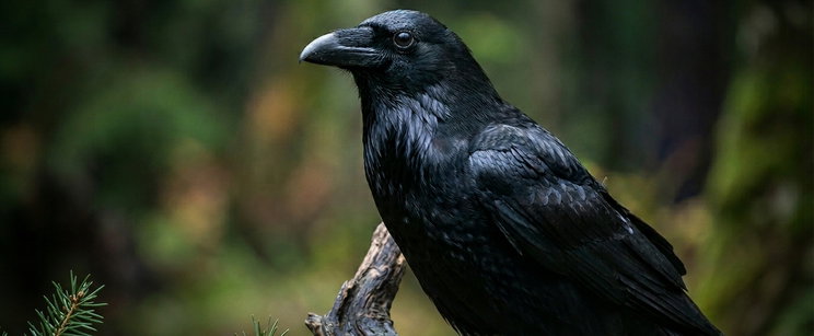 Kvíz: Csak a zsenik látnak a felszín alá. 10 állati titok, amit csak a legélesebb elméjűek tudnak