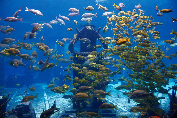 Megtalálták a bizonyítékot Atlantisz létezésére, berezgett a műszer, az óceán mélyén találtak valamit, ahol több százezer ember is élhetett egykor