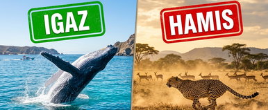 Kvíz: azt hitted, ismered a világ rekordjait? A legtöbben elbuknak ezen az egyszerűnek tűnő teszten