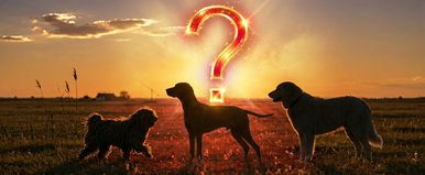 Kvíz: 10-ből 9 ember elbukik ezen a magyar felismerő teszten. Te vajon köztük vagy, vagy a profikhoz tartozol?