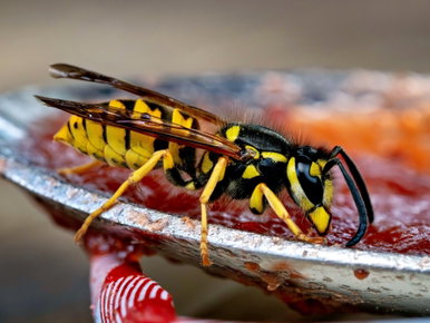 Óriásrovar invázió Pécsett, 5 centis darazsak lepték el a várost