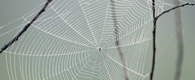 Békát evett meg egy kaszáspók, sokkal többre képes ez a mindenki által ismert faj