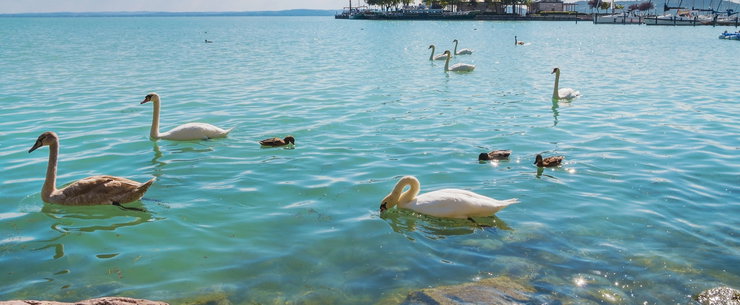 Lassan átalakul a Balaton élővilága