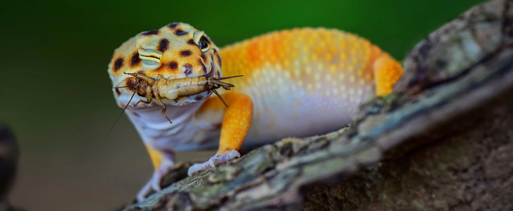 Egy apró gekkó nyithat új utat a rákkutatásban