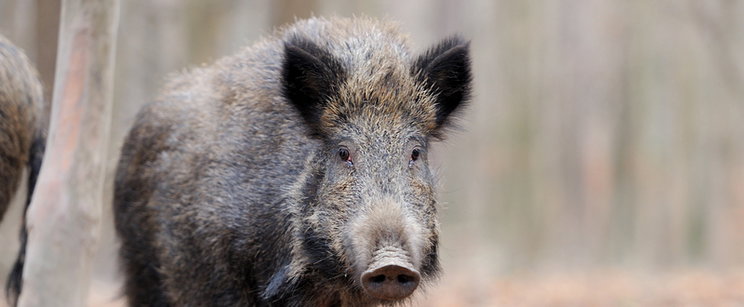 Hakuna Matata helyett teljes káosz - Rossz szerelvényre szállt a megzavarodott vadállat, vadászt kellett hívni a Kossuth térre