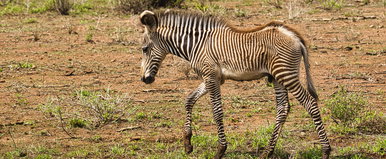 Kétségbeesésükben egymást falják fel az állatok? Ragadozómentes paradicsomból lett valódi pokol Kenya elzárt szigetén