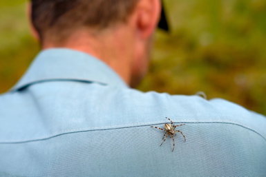 Egy ártalmatlannak tűnő pókcsípés miatt került kórházba a nyugdíjas, a lába felismerhetetlenségig dagadt, hetekre kerekesszékbe kényszerült