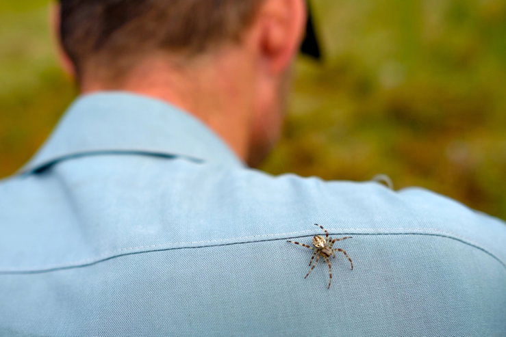 Egy ártalmatlannak tűnő pókcsípés miatt került kórházba a nyugdíjas, a lába felismerhetetlenségig dagadt, hetekre kerekesszékbe kényszerült