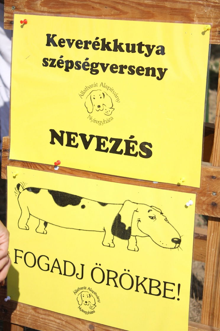 10. Fesztivál az Állatokért