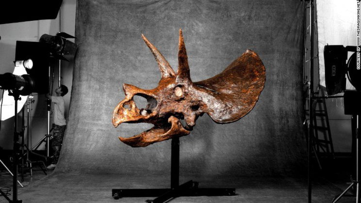 Triceratops koponya a nappaliban