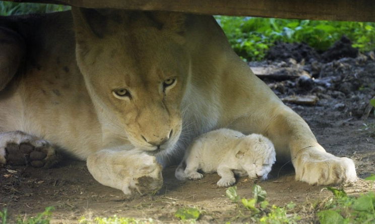 Íme a Nyíregyházi Állatpark fehér kisoroszlánja