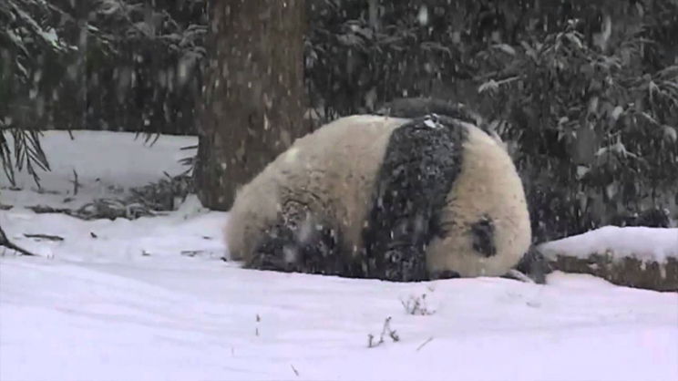 Elképesztően örül ez a kis panda a friss hónak