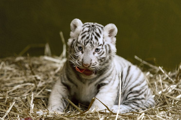 Ha szerencséje van, közelről megnézheti a győri fehér tigris kölyköket