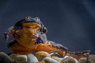 Társra talált Rómeó, a világ legmagányosabb békája