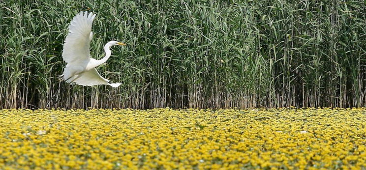 A Tisza-tó turistáinak készítenek mobilapplikációt