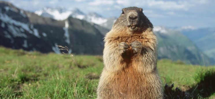 Tiltott mormotavadászat után pestisben hunyt el egy házaspár