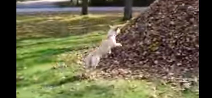 A falevéldombba repülő labrador az internet sztárja – videó