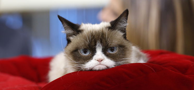 Elpusztult a morcos macska, Grumpy Cat