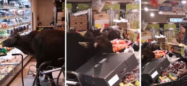 Vadmarhák kezdtek fosztogatni egy élelmiszerboltban