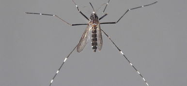A zika vírust is terjesztheti a hazánkban megjelenő tigrisszúnyog