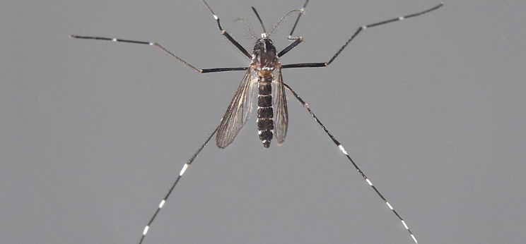 A zika vírust is terjesztheti a hazánkban megjelenő tigrisszúnyog