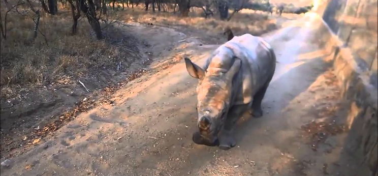Tündéri a magát báránynak képzelő bébi orrszarvú – videó