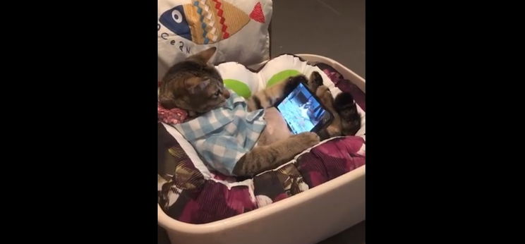 Al Bundy elbújhat e macska mögött – videó