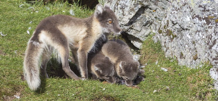 Átsétált egy róka a világ túlfelére Norvégiából, a kutatók sem értik