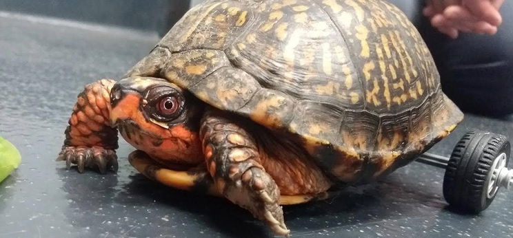 Ismerd meg a szélvészgyors, hátsókerék-meghajtású veterán teknőst