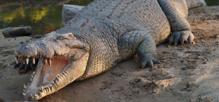 Ilyet még nem láttak: ortopédiai lemez volt egy krokodil gyomrában