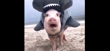 A cáparuhába öltöztetett kismalacokra nincsenek szavak – videó