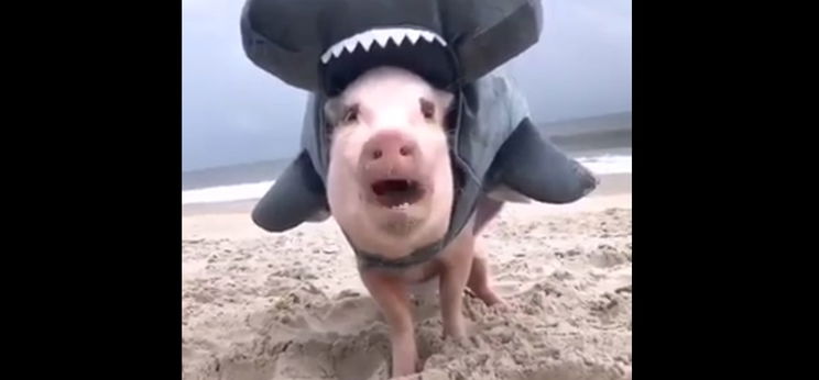 A cáparuhába öltöztetett kismalacokra nincsenek szavak – videó