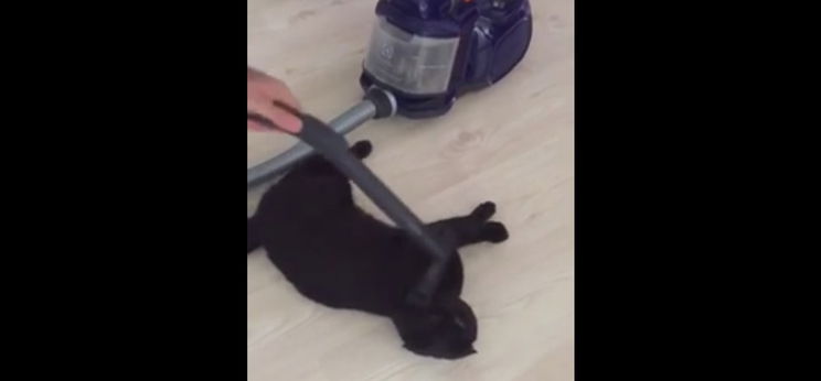 Nincs jobb cicabunda a kiporszívózott cicabundánál – videó