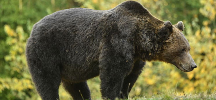 Súlyosan megsérült az a férfi, akit saját udvarán támadott meg egy medve