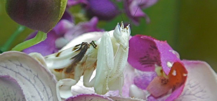 Az orchideákon élő Manó egy kíméletlen gyilkos – videó