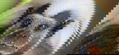 Szinte hihetetlen, de Liszt Ferenc-fejű majmok szaladgálnak a dzsungelben