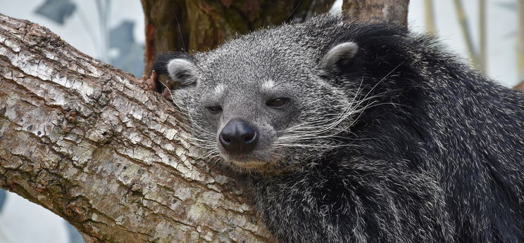 Binturong született a Szegedi Vadasparkban