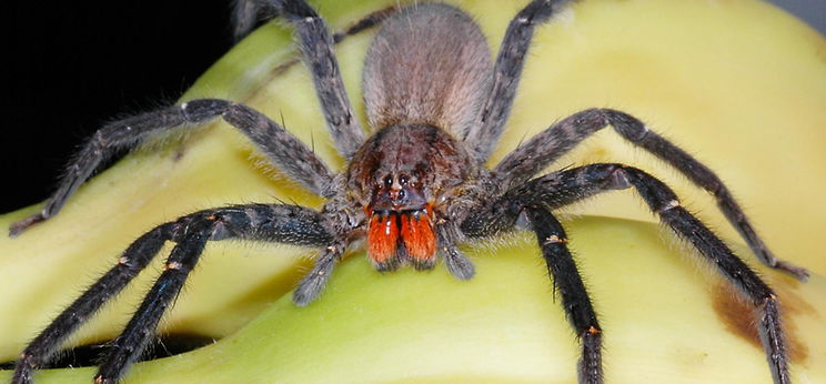 Brazil mérgespók került a népszerű áruházlánc banánjai közé