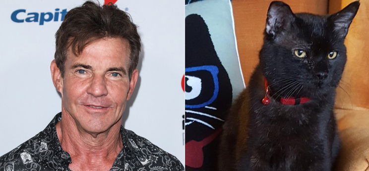 Dennis Quaid örökbe fogadott egy Dennis Quaid nevű macskát – videó