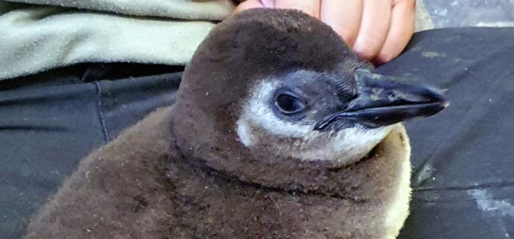 Eldöntheted, hogyan nevezzék el Törpapa és Grün kis pingvinfiókáját