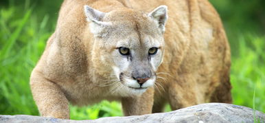 Igazi horror: egy agresszív puma percekig üldözte a rettegő túrázót – videó