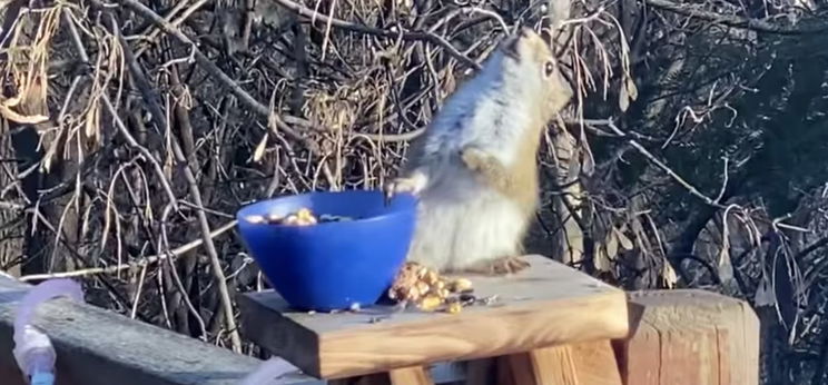 Erjesztett körtétől berúgott mókus az internet legújabb szenzációja – videó